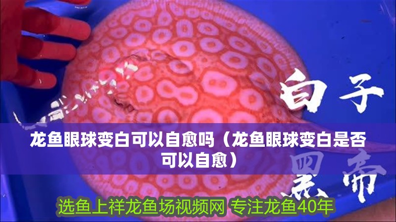 龍魚眼球變白可以自愈嗎（龍魚眼球變白是否可以自愈）