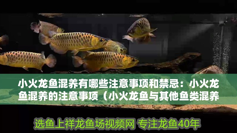 小火龍魚混養有哪些注意事項和禁忌：小火龍魚混養的注意事項（小火龍魚與其他魚類混養時應注意的事項）
