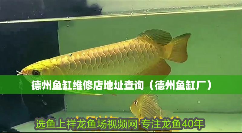 德州魚缸維修店地址查詢（德州魚缸廠）