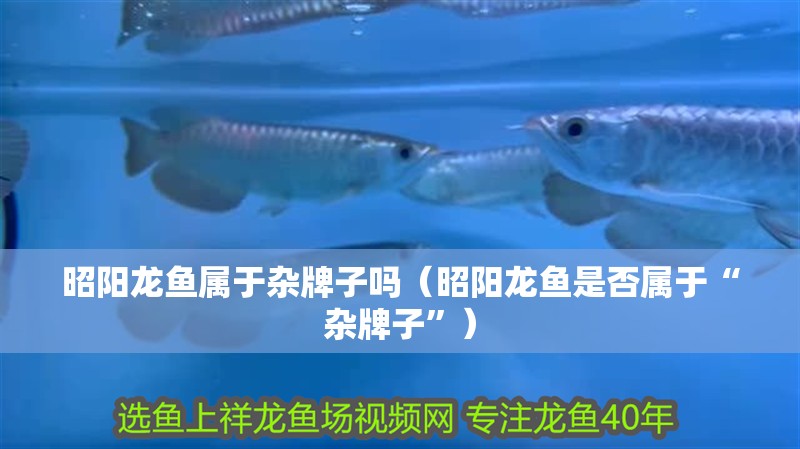 昭陽龍魚屬于雜牌子嗎（昭陽龍魚是否屬于“雜牌子”） 昭陽龍魚屬于雜牌子嗎（昭陽龍魚是否屬于“雜牌子”） 觀賞魚百科