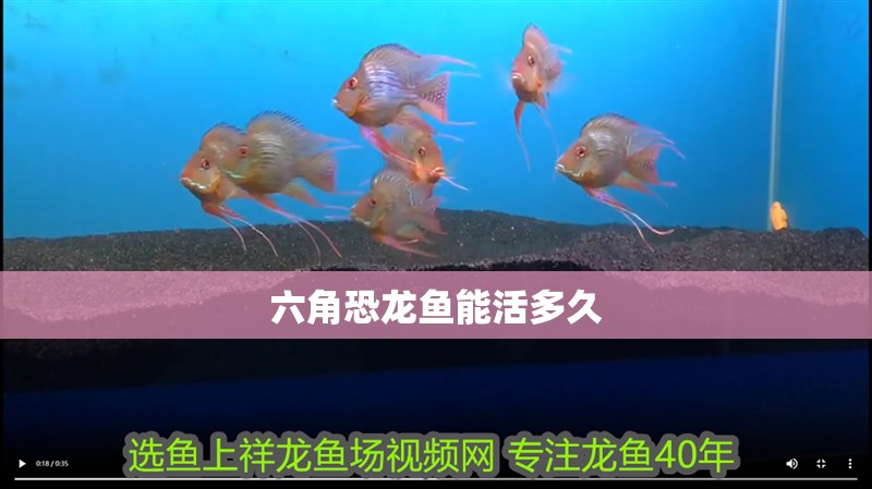 六角恐龍魚能活多久
