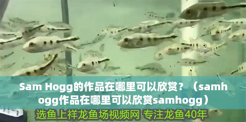 Sam Hogg的作品在哪里可以欣賞？（samhogg作品在哪里可以欣賞samhogg）