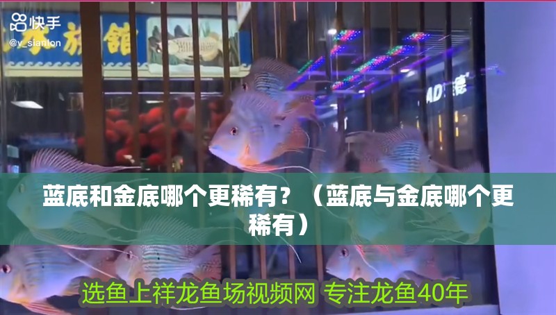 藍(lán)底和金底哪個更稀有？（藍(lán)底與金底哪個更稀有）