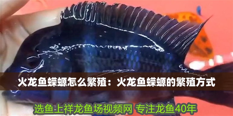 火龍魚蠑螈怎么繁殖：火龍魚蠑螈的繁殖方式