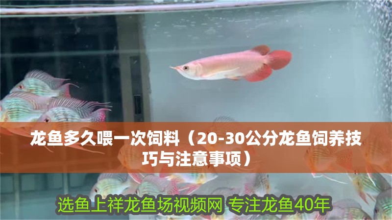 龍魚多久喂一次飼料（20-30公分龍魚飼養技巧與注意事項）