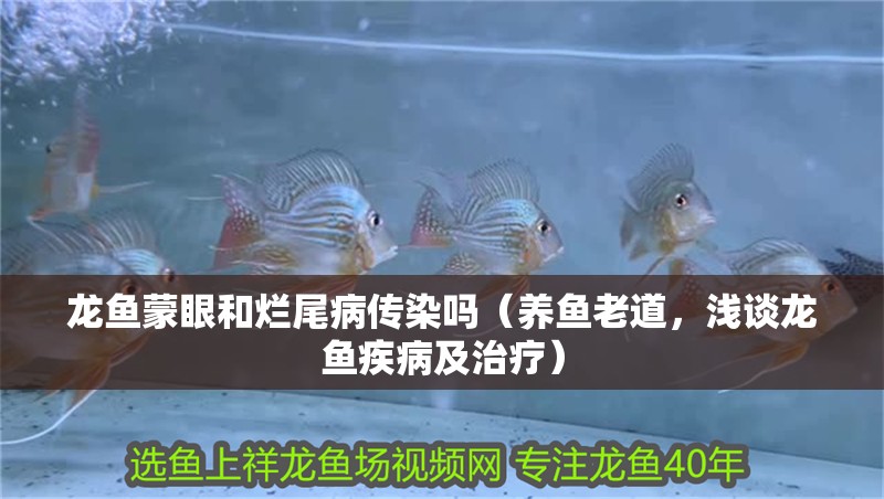 龍魚蒙眼和爛尾病傳染嗎（養(yǎng)魚老道，淺談龍魚疾病及治療）