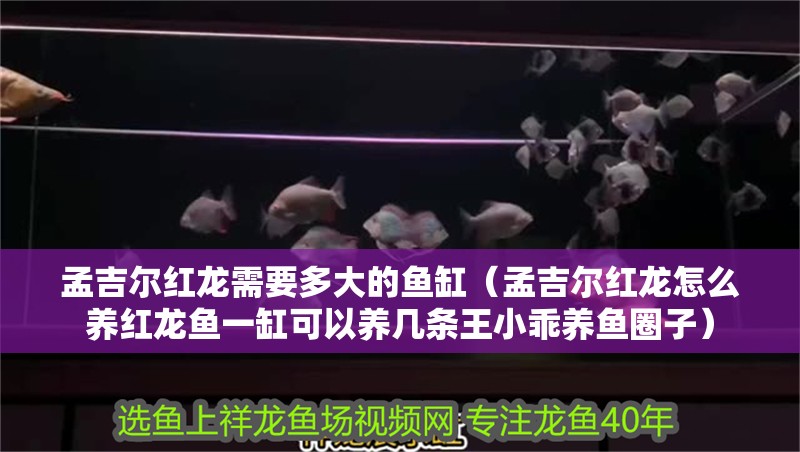 孟吉爾紅龍需要多大的魚缸（孟吉爾紅龍怎么養紅龍魚一缸可以養幾條王小乖養魚圈子）