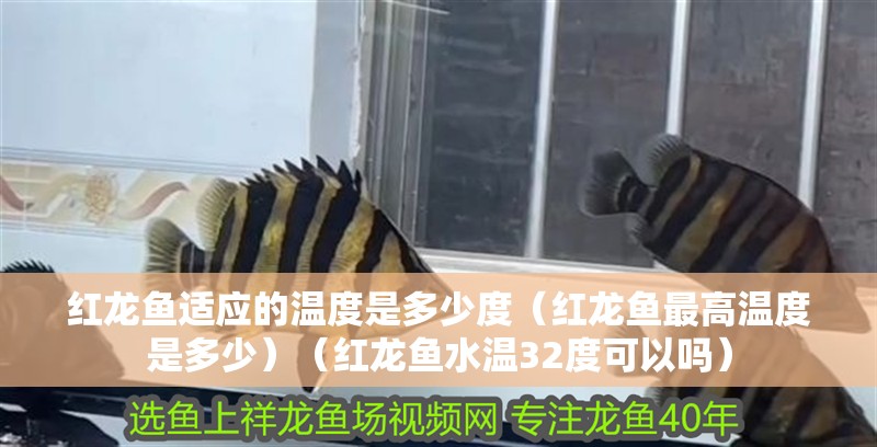 紅龍魚(yú)適應(yīng)的溫度是多少度（紅龍魚(yú)最高溫度是多少）（紅龍魚(yú)水溫32度可以嗎）