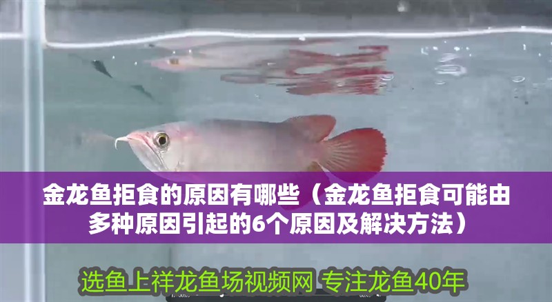 金龍魚拒食的原因有哪些（金龍魚拒食可能由多種原因引起的6個原因及解決方法）