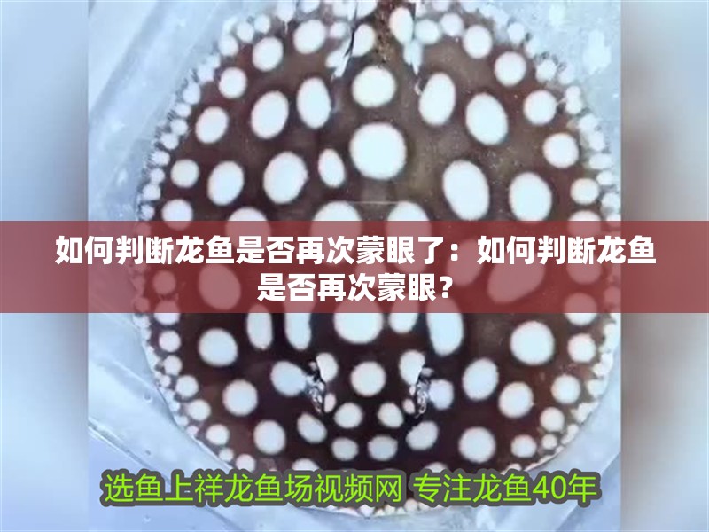 如何判斷龍魚是否再次蒙眼了：如何判斷龍魚是否再次蒙眼？