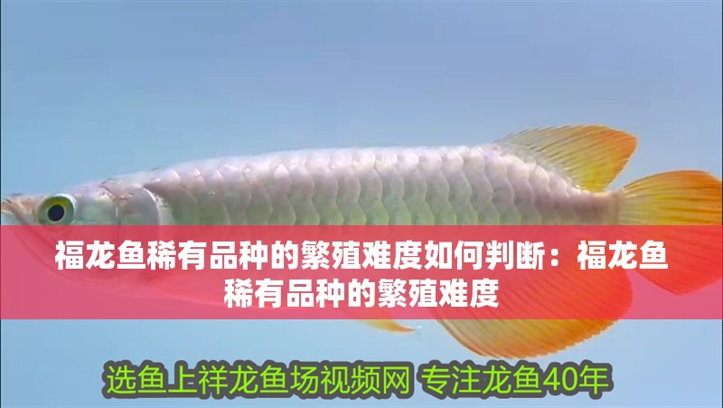 福龍魚稀有品種的繁殖難度如何判斷：福龍魚稀有品種的繁殖難度