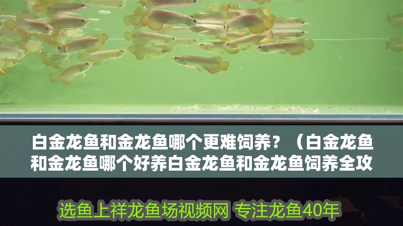 鸚鵡魚和銀龍魚混養怎樣喂食 白金龍魚和金龍魚哪個更難飼養?(白金龍魚和金龍魚哪個好養白金龍魚和金龍魚飼養全攻略) 龍魚百科 白金龍魚和金龍魚哪個更難飼養?(白金龍魚和金龍魚哪個好養白金龍魚和金龍魚飼養全攻略) 白金龍魚和金龍魚哪個更難飼養?(白金龍魚和金龍魚哪個好養白金龍魚和金龍魚飼養全攻略) 龍魚百科