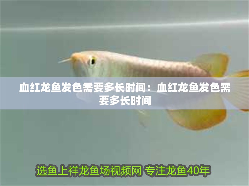 血紅龍魚發(fā)色需要多長時間：血紅龍魚發(fā)色需要多長時間