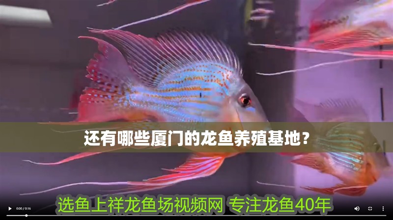 還有哪些廈門的龍魚養(yǎng)殖基地？