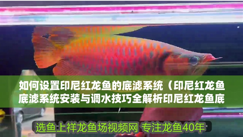 如何設置印尼紅龍魚的底濾系統（印尼紅龍魚底濾系統安裝與調水技巧全解析印尼紅龍魚底濾系統）