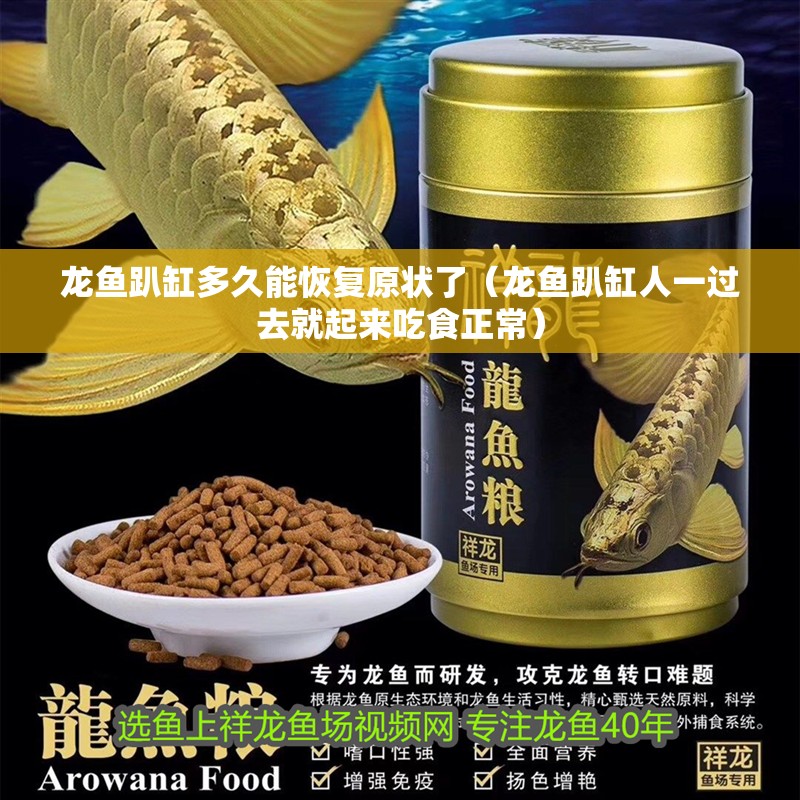 龍魚趴缸多久能恢復原狀了（龍魚趴缸人一過去就起來吃食正常）