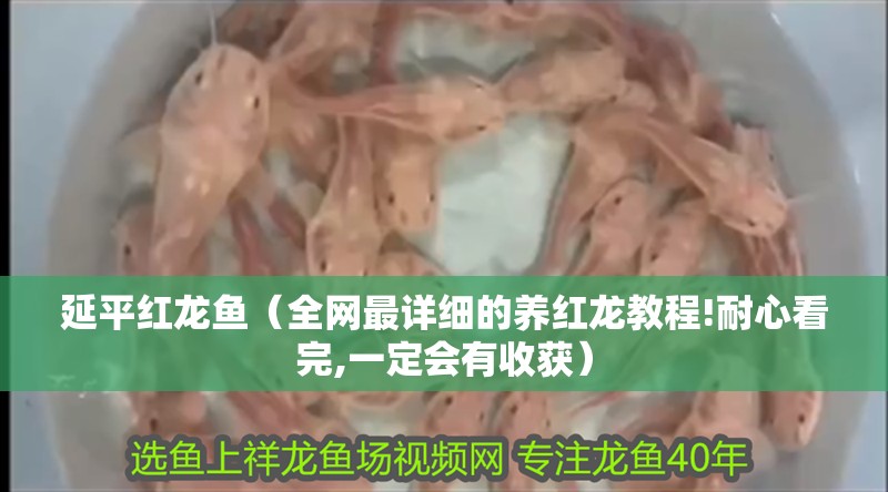 延平紅龍魚（全網最詳細的養紅龍教程!耐心看完,一定會有收獲）