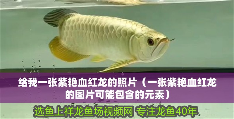 給我一張紫艷血紅龍的照片（一張紫艷血紅龍的圖片可能包含的元素）