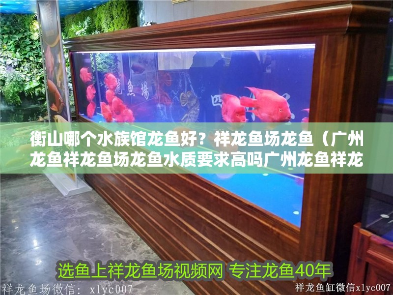 衡山哪個水族館龍魚好？祥龍魚場龍魚（廣州龍魚祥龍魚場龍魚水質要求高嗎廣州龍魚祥龍魚場飼養條件）