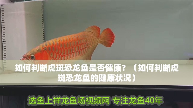 如何判斷虎斑恐龍魚(yú)是否健康？（如何判斷虎斑恐龍魚(yú)的健康狀況）
