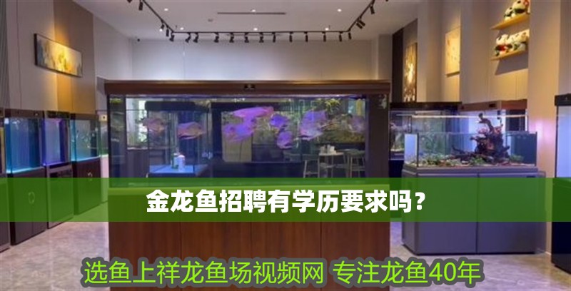 金龍魚招聘有學歷要求嗎？