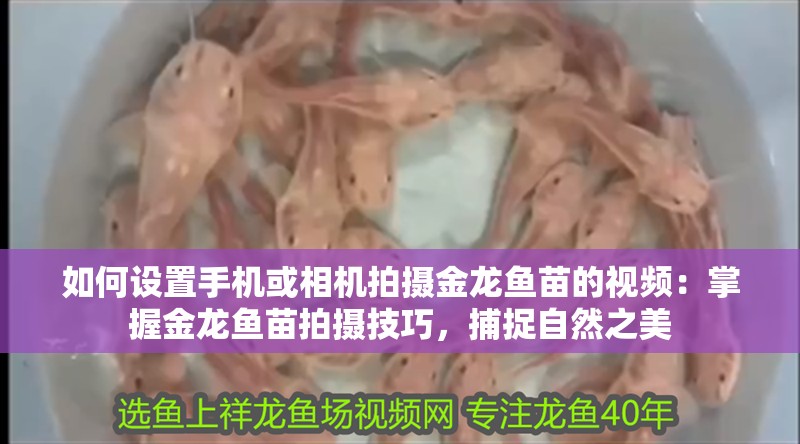 如何設(shè)置手機(jī)或相機(jī)拍攝金龍魚苗的視頻：掌握金龍魚苗拍攝技巧，捕捉自然之美