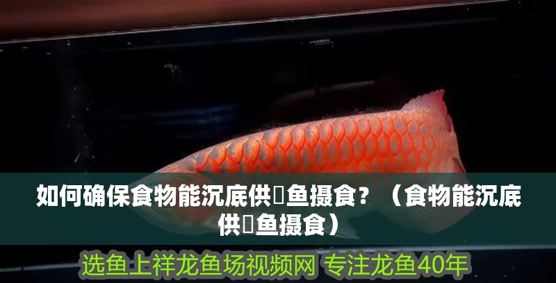 如何確保食物能沉底供魟魚攝食？（食物能沉底供魟魚攝食）