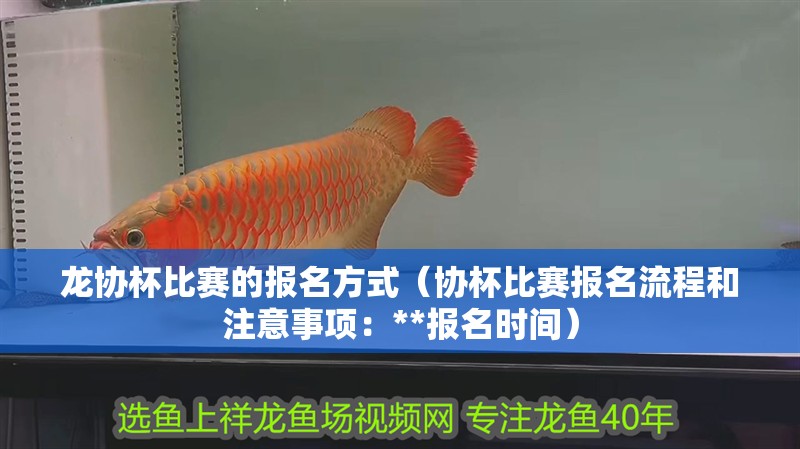 龍協杯比賽的報名方式（協杯比賽報名流程和注意事項：**報名時間）