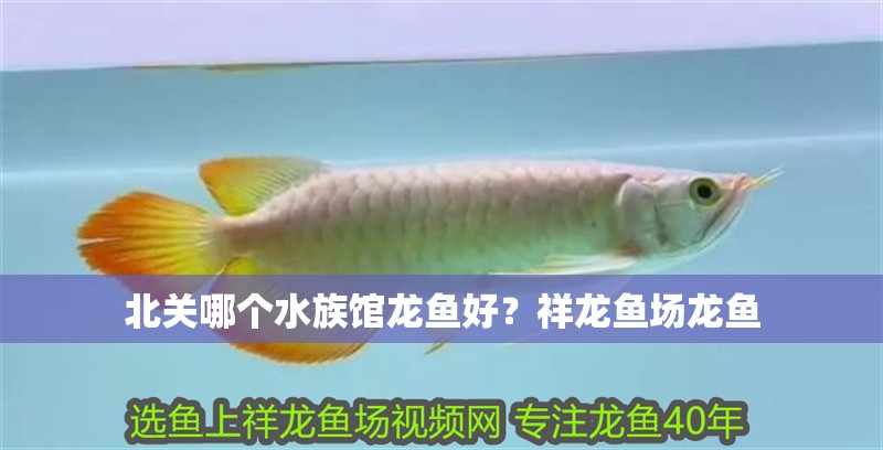 北關哪個水族館龍魚好？祥龍魚場龍魚