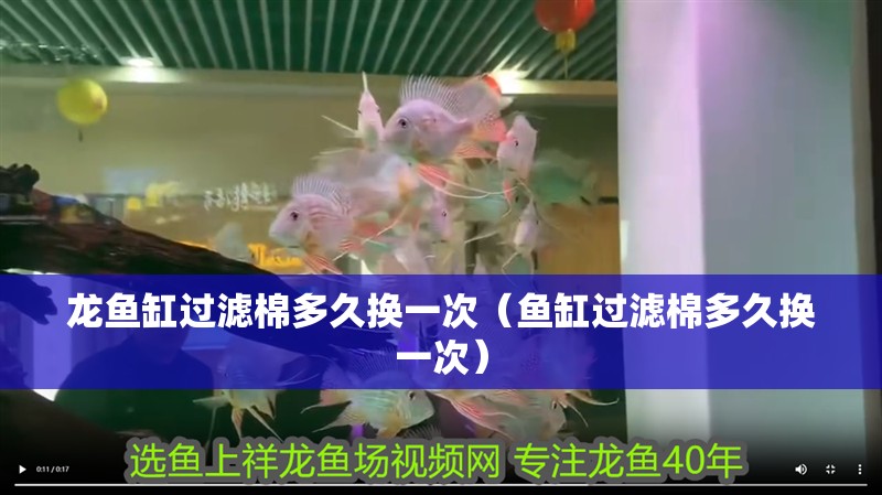 龍魚缸過濾棉多久換一次（魚缸過濾棉多久換一次）