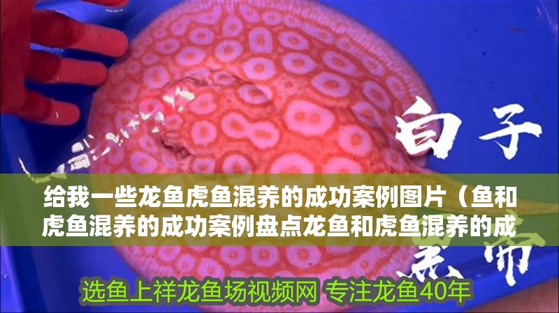 給我一些龍魚虎魚混養的成功案例圖片（魚和虎魚混養的成功案例盤點龍魚和虎魚混養的成功案例）