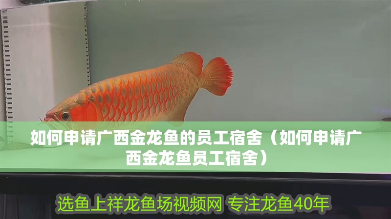 如何申請廣西金龍魚的員工宿舍（如何申請廣西金龍魚員工宿舍）