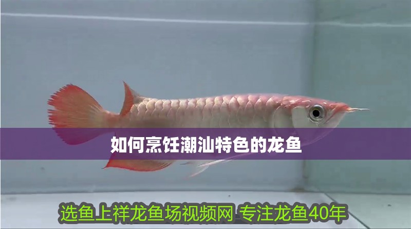 如何烹飪潮汕特色的龍魚
