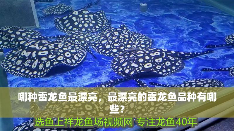 哪種雷龍魚最漂亮，最漂亮的雷龍魚品種有哪些？