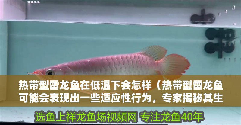 熱帶型雷龍魚在低溫下會怎樣（熱帶型雷龍魚可能會表現出一些適應性行為，專家揭秘其生命奧秘）