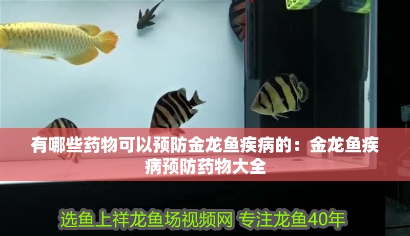 有哪些藥物可以預防金龍魚疾病的：金龍魚疾病預防藥物大全
