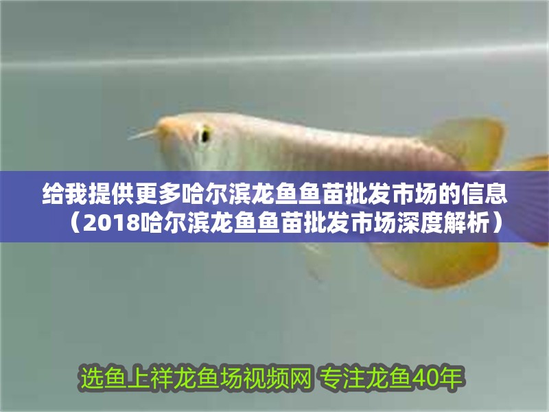 給我提供更多哈爾濱龍魚魚苗批發市場的信息（2018哈爾濱龍魚魚苗批發市場深度解析） 給我提供更多哈爾濱龍魚魚苗批發市場的信息（2018哈爾濱龍魚魚苗批發市場深度解析） 龍魚百科