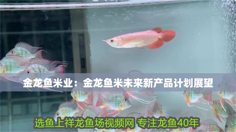 金龍魚米業：金龍魚米未來新產品計劃展望