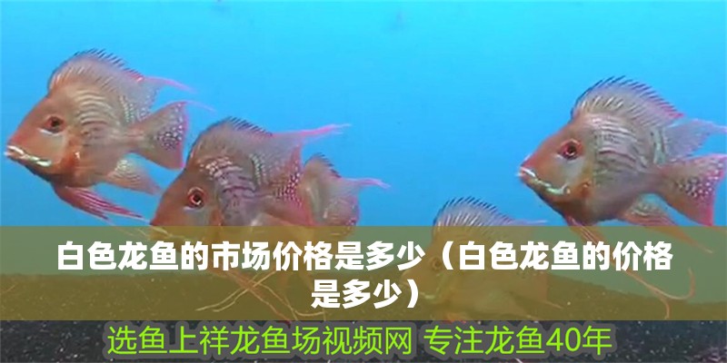 我的虎魚真菌感染了要怎么處理 白色龍魚的市場價格是多少(白色龍魚的價格是多少) 龍魚百科 白色龍魚的市場價格是多少(白色龍魚的價格是多少) 白色龍魚的市場價格是多少(白色龍魚的價格是多少) 龍魚百科