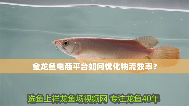 魚缸過濾器選購指南:自制魚缸過濾器魚缸上置過濾器對于養魚愛好者的必備知識 金龍魚電商平臺如何優化物流效率? 龍魚百科 金龍魚電商平臺如何優化物流效率? 金龍魚電商平臺如何優化物流效率? 龍魚百科