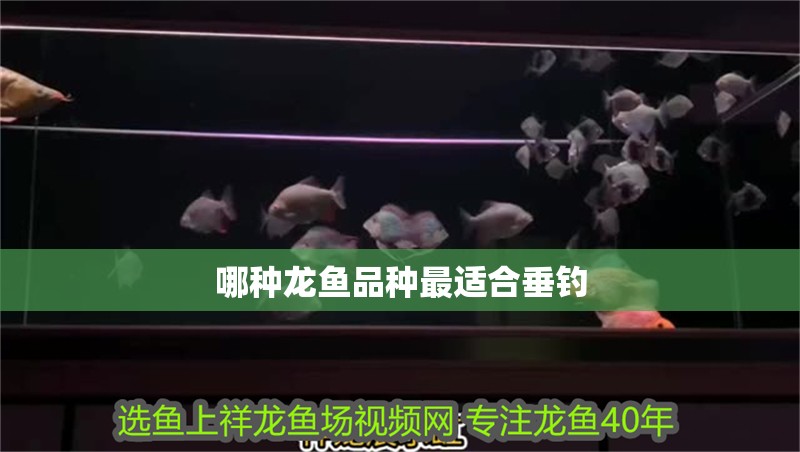 哪種龍魚品種最適合垂釣