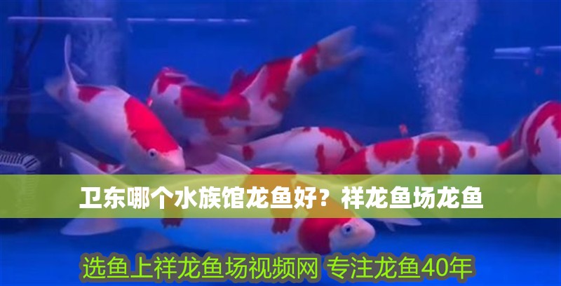 衛東哪個水族館龍魚好？祥龍魚場龍魚