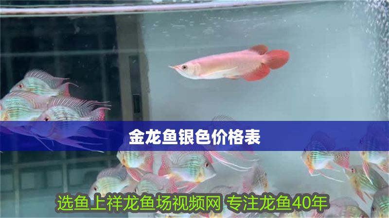 金龍魚銀色價(jià)格表