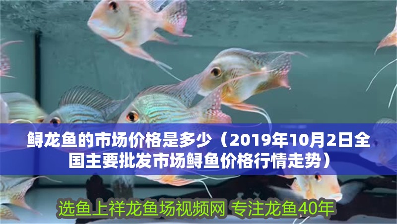 鱘龍魚的市場價格是多少（2019年10月2日全國主要批發(fā)市場鱘魚價格行情走勢）