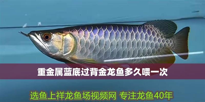 重金屬藍(lán)底過背金龍魚多久喂一次