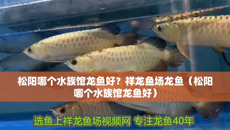 松陽哪個水族館龍魚好？祥龍魚場龍魚（松陽哪個水族館龍魚好）