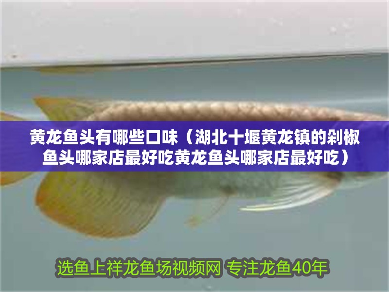 黃龍魚頭有哪些口味（湖北<strong><mark>十堰</mark></strong>黃龍鎮的剁椒魚頭哪家店最好吃黃龍魚頭哪家店最好吃）