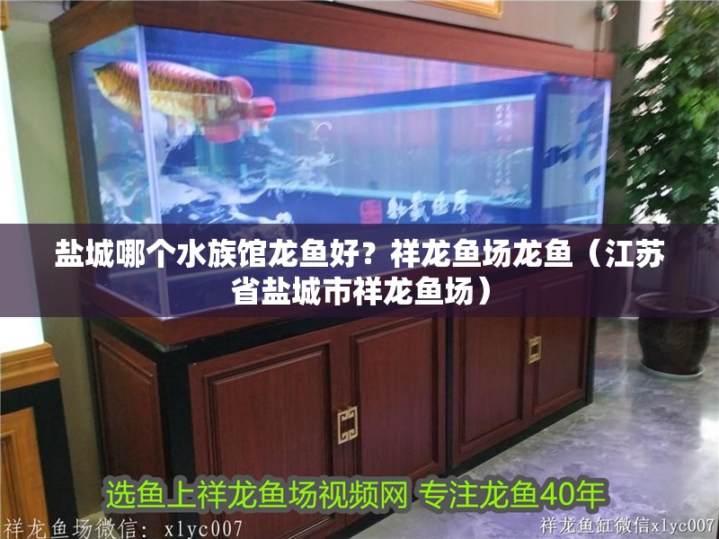 鹽城哪個水族館龍魚好？祥龍魚場龍魚（江蘇省鹽城市祥龍魚場）