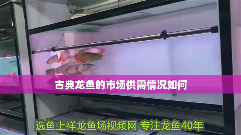 古典龍魚的市場供需情況如何