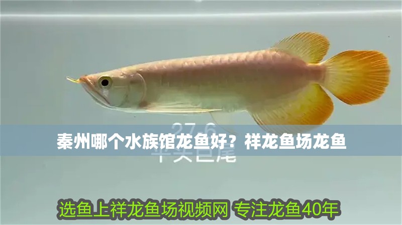 秦州哪個水族館龍魚好？祥龍魚場龍魚